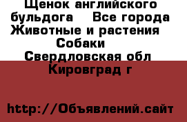 Щенок английского бульдога  - Все города Животные и растения » Собаки   . Свердловская обл.,Кировград г.